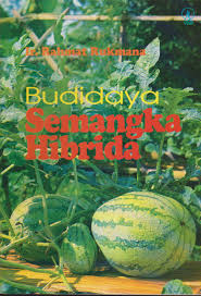 Gambar Budidaya Semangka Hibrida