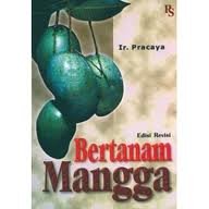Gambar Bertanam Mangga